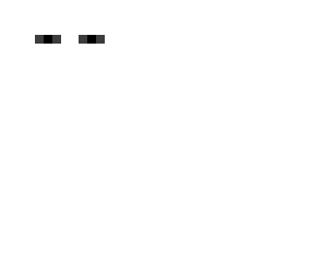 enderman white