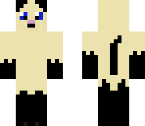 coco the siamese cat