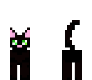 gato preto