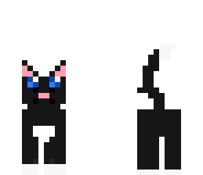 black cat
