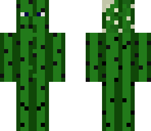 cactus in the desert