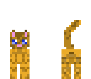 orange kitty cat