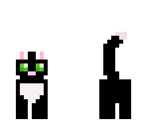 black and white cat