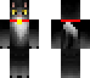 cat with a collar