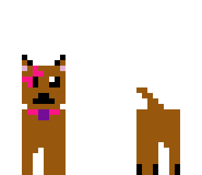 yorkie puppy