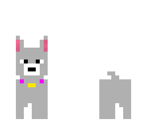 husky dog
