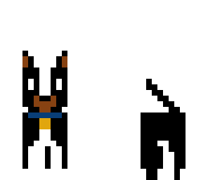 border collie