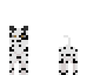 dalmation