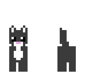 gato griz