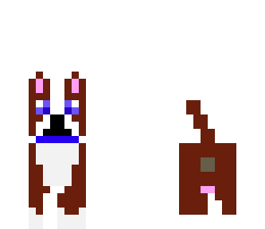 cute blue eyed dog