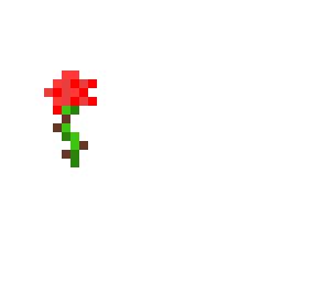 red rose