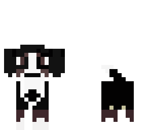 bernese mountain dog