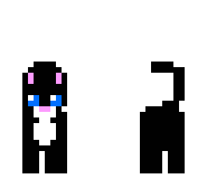 black and white cat