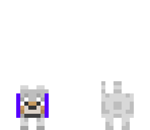 puppy with purple collar