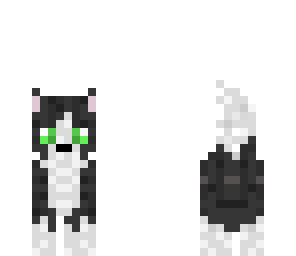 cute cat