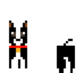 cute border collie