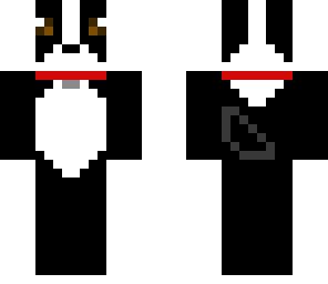 boston terrier with red collar