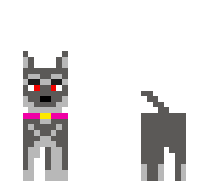 grey dog