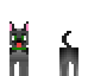 cute puppy