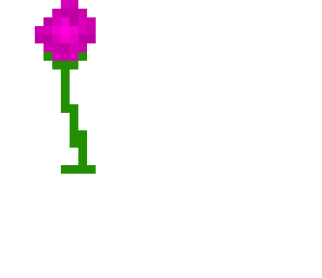 pinkrose