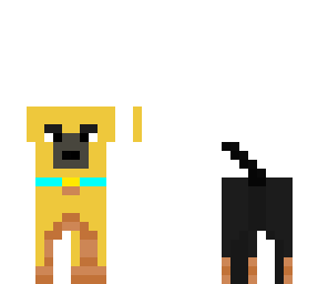 labrador puppy