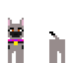grey puppy