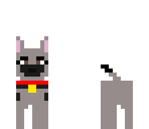 dog 