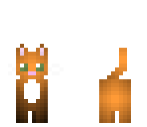 cute orange cat