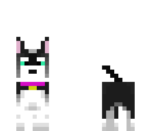 female husky dog
