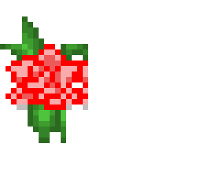 red rose