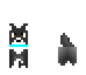 border collie puppy