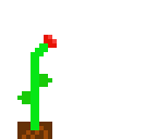 blume