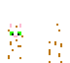 my cat