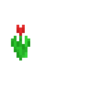 red tulip