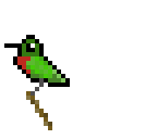 humming bird