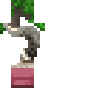 bonsai tree