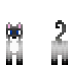 siamese cat
