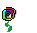 colorful rose