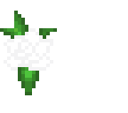 white rose