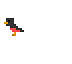 robin bird