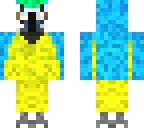 blue and gold macaw