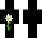 oxeye daisy