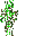bush people