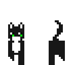 cat blacky