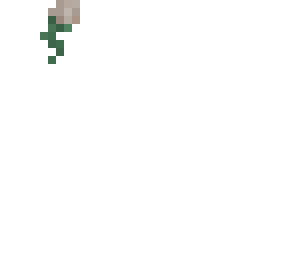 a rose