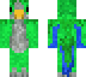 quaker parrot bird