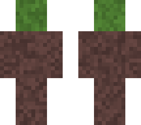 acacia tree