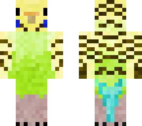 budgerigar