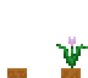 pink tulip