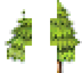 coming to the tree?